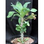 Euphorbia milii cv Thai Hybrid 2-gallon pots